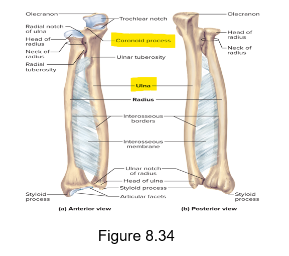 <p>The anterior of the ulna </p>