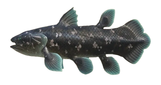 <p>Coelacanths</p>