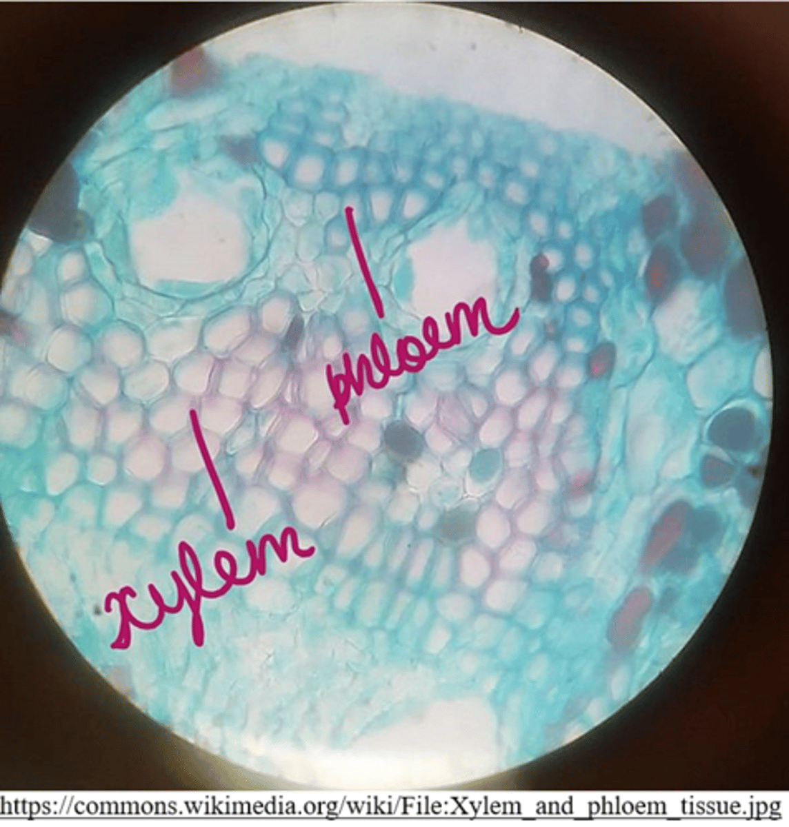 <p>xylem and phloem</p>