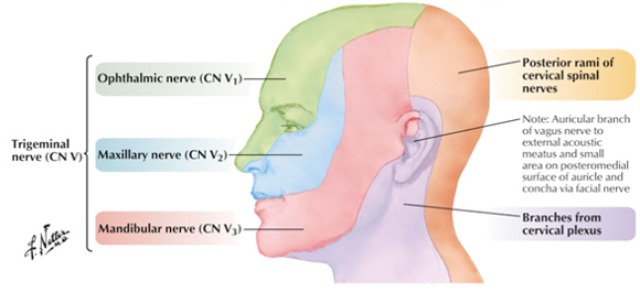 <p>ophthalmic nerve</p>