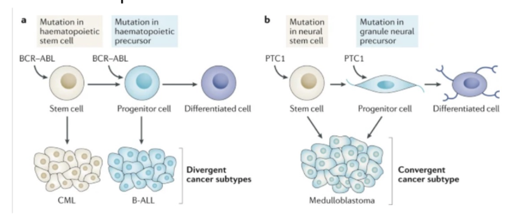 <p>What is the cancer cell of origin?</p><p>Impact of cell-of-origin on cancer can be context-specific</p>