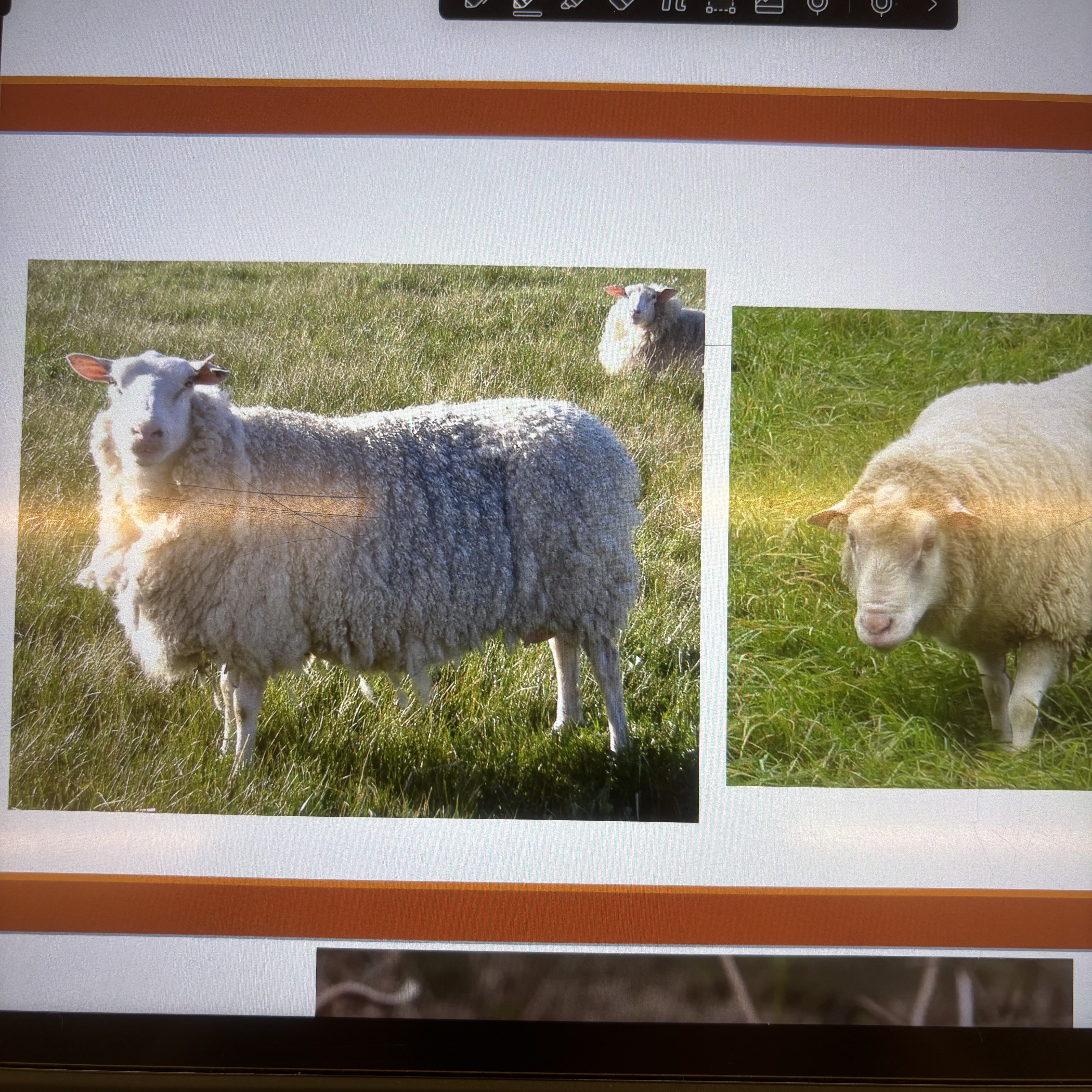 <p>What breed </p>
