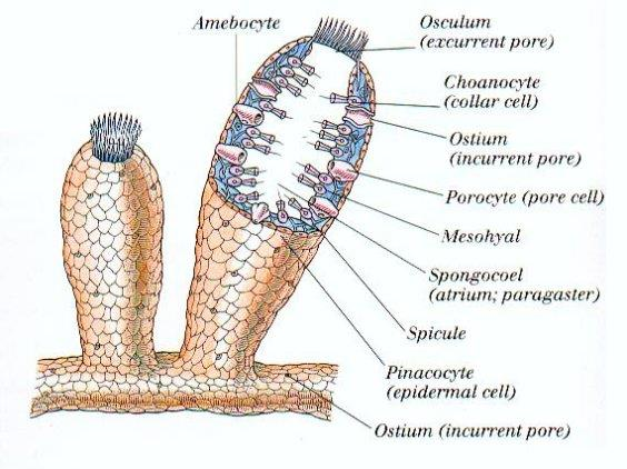 <p>Porifera </p>