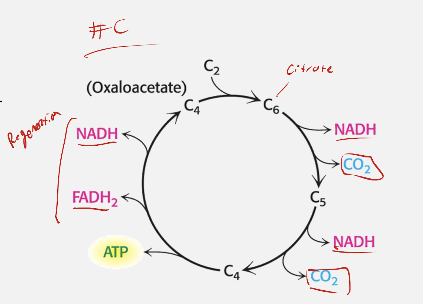 <p>8 steps of the TCA cycle</p><p>4 Phases of the cycle</p><ol><li><p>Acetyl Entry (steps 1-2)</p></li></ol><ol><li><p>Oxidative Phase (steps 3-4)</p></li><li><p>Substrate-level phosphorylation (step 5)</p></li><li><p>Regeneration phase (step 6-8)</p></li></ol><p></p>