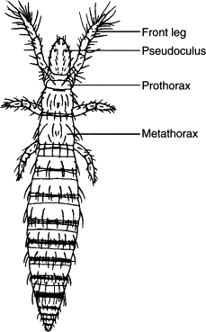 <p>Extremely elongated abdomen, small legs sticking out from thorax, front legs sticking out of (basically) shoulders and no antennae, segmented, six legs, Class Entognatha, Coneheads/Telson Tails</p>