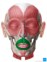<p>sphincter of mouth, [closes mouth shapes, compresses] <em>Origin: nasal septum, maxilla, mandible Insertion: fascia of the lips and at the buccinator </em></p>