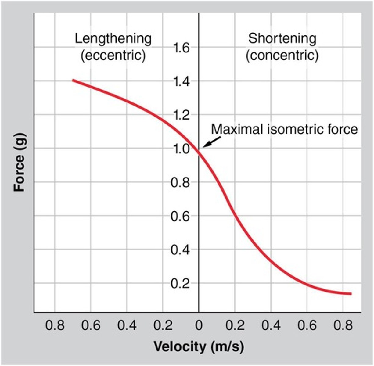 <p>Eccentric &gt; Isometric &gt; Concentric.</p>