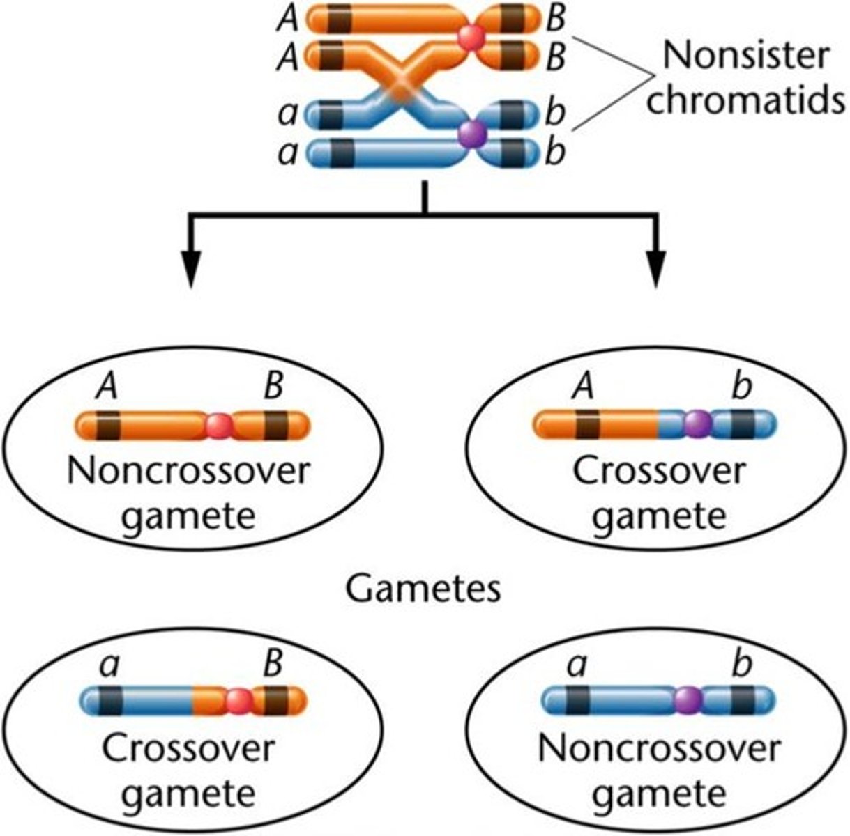 <p>This is when one cross over event occurs</p>
