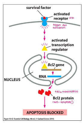 <p>survival factors (repress apoptosis)</p>