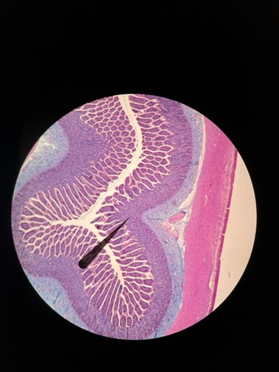 knowt flashcard image