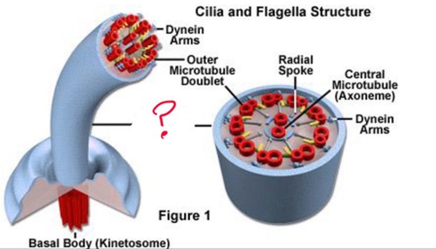 <p>What cilia structure is this?</p>