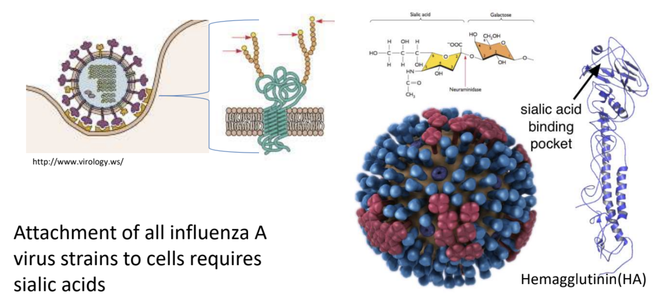 <p><strong>FALSE</strong></p><p>The attachment of all influenza A virus strains to cells requires <u>sialic acids</u> as receptors</p>