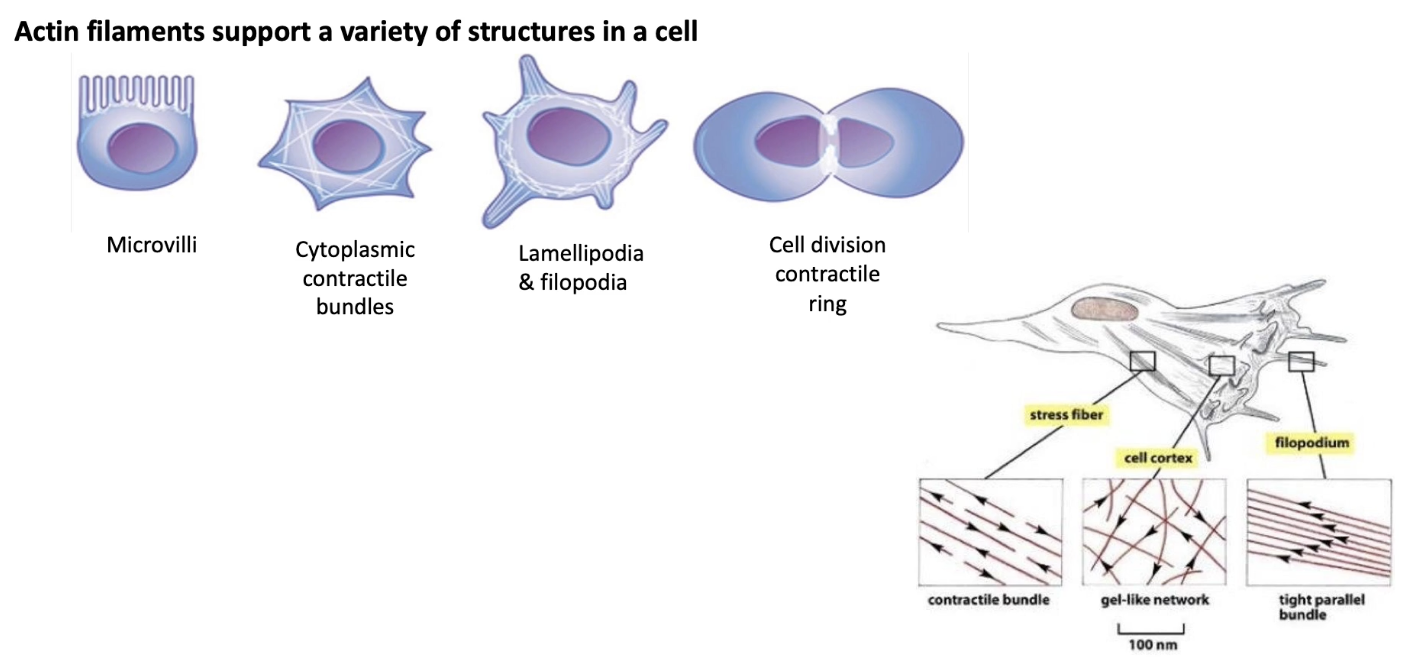 <ul><li><p><strong>Actin density</strong> is highest at <strong>cell periphery</strong></p></li><li><p><strong>Functions of actin filaments</strong>:</p><ul><li><p><strong>Microvilli formation</strong></p></li><li><p><strong>Contractile bundles</strong> in <strong>muscle (sarcomeres)</strong></p></li><li><p><strong>Filopodia &amp; lamellipodia</strong> for <strong>cell migration</strong></p></li><li><p><strong>Contractile ring</strong> in <strong>cytokinesis</strong></p></li></ul></li><li><p><strong>Actin structural organization</strong> in cells:</p><ul><li><p><strong>Contractile stress fibers</strong> – throughout the cell</p></li><li><p><strong>Gel-like network</strong> – at the <strong>cell cortex</strong></p></li><li><p><strong>Tight parallel bundles</strong> – in <strong>filopodia</strong></p></li></ul></li></ul><p></p>