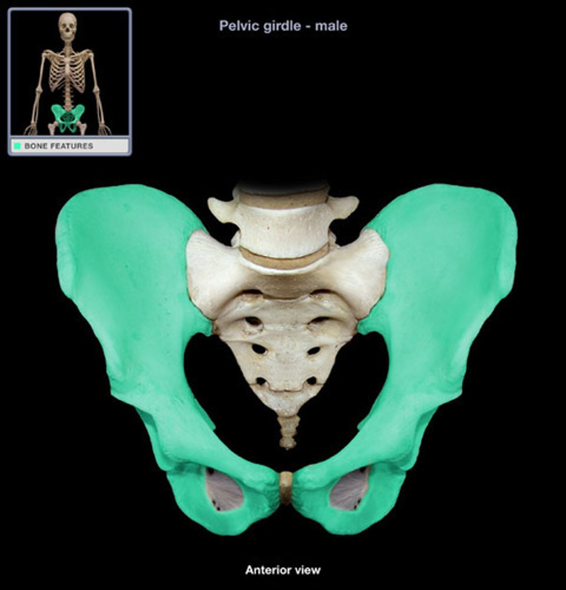 <p>made of ilium, ischium and pubis fused together</p>