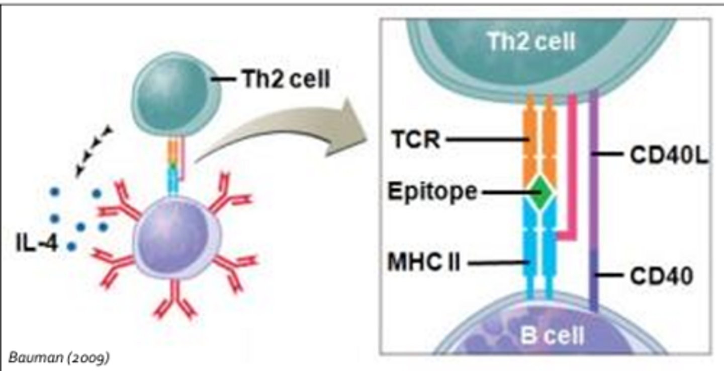 <p>Antigen processing is performed by specialized cells including: </p><p>- Dendritic cells (located in skin and mucus membranes; once they encounter antigens they migrate to a nearby lymph node and present the antigen to T-cells and B-cells)</p><p>- Macrophages (begin as monocytes in circulation, once it enters tissues it rapidly enlarges and differentiates into a macrophage where it will carry out phagocytic activities)</p><p>- B-cells (capable of processing and presenting antigens to helper T-cells; B-cell mediated event = Antigen binds a B-cell receptor, is internalized, processed, and presented on a MHC molecule for recognition by a T-cell receptor)</p>
