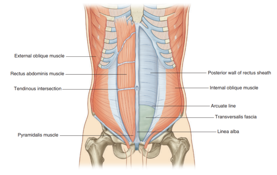 <ul><li><p>Vertical, long, flat muscle that extends the length of the anterior abdominal wall</p></li><li><p>Paired, separated in midline by linea alba, &amp; widens as it ascends from pubic symphysis to costal margin </p></li><li><p>Along its course intersected by 3 or 4 transverse fibrous bands/tendinous intersection </p><ul><li><p>Easily visible on individuals with well developed rectus abdominis muscles (6 pack)</p></li></ul></li><li><p>Innervation —</p><ul><li><p>Anterior rami of lower seven thoracic spinal nerves (T7 to T12)</p></li></ul></li><li><p>Function —</p><ul><li><p>Compress abdominal contents; flex vertebral column; tense abdominal wall</p></li></ul></li></ul>