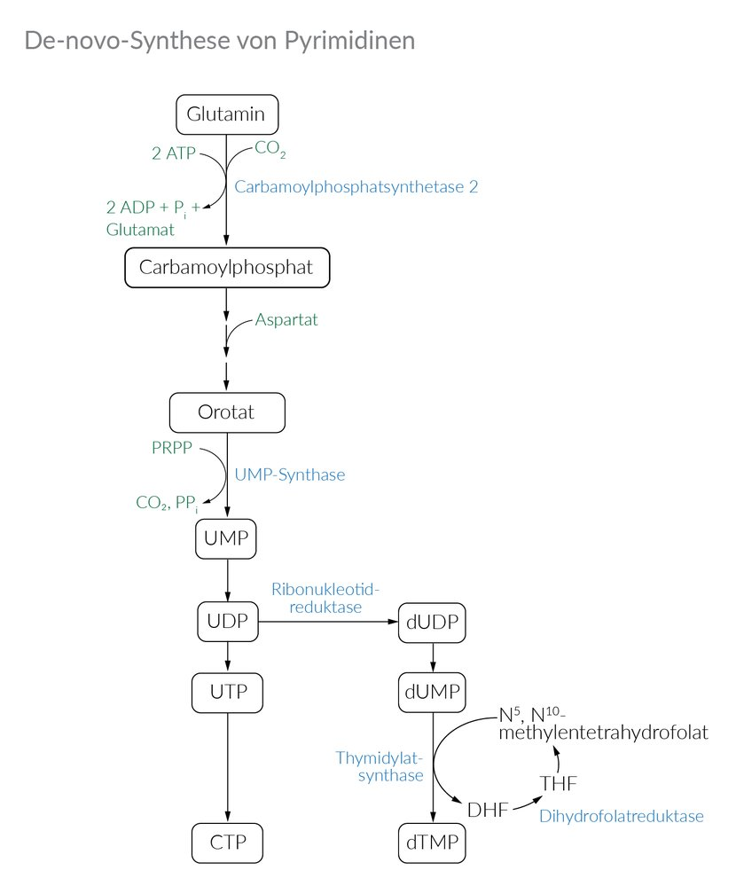 <p>D. Pyrimidines</p>