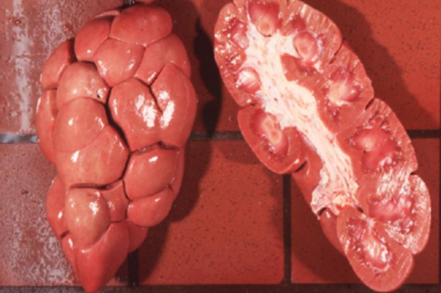 <p>The following kidney belongs to which species?</p>
