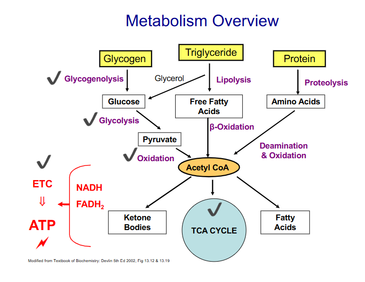 <p>DIAGRAM ON SLIDE 22</p>