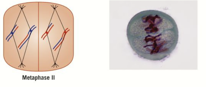 <ol><li><p>the individual chromosomes assemble on the metaphase plate (like in mitosis)</p></li><li><p>because of crossing over- chromatids no longer identical - independent assortment, more genetic variation </p></li></ol>