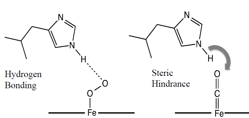 <p>In myoglobin, hydrogen bonding with histidine interferes with bonded oxygen, allowing it to be broken off easier</p><p>Steric hindrance from the double bond prevents the same from occuring for CO</p>