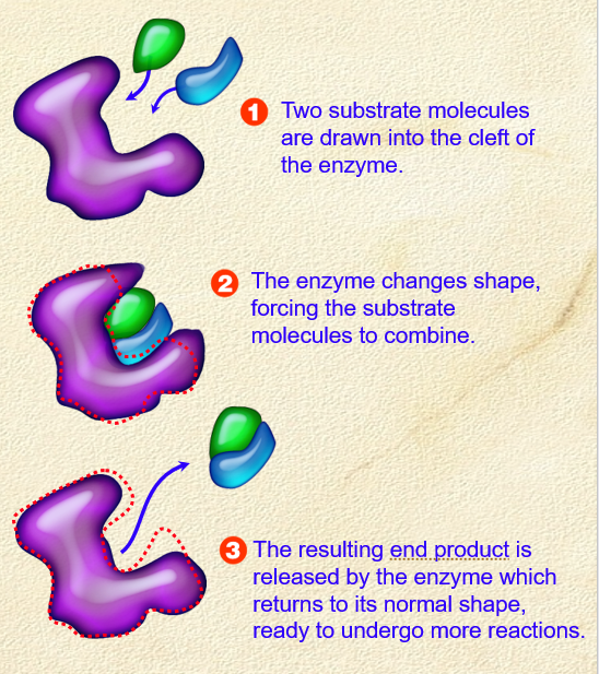<p><span>. when an enzyme and substrate join, they form weak bonds that cause the shape of the enzyme to change, creating complementary shapes</span></p><p><span>—&gt; enzyme or reactants/substrate change their shape slightly </span></p><p><span>—&gt; the reactants become bound to enzymes by weak chemical bonds </span></p><p><span>—&gt; this binding can weaken bonds within the reactants themselves, allowing reaction to proceed easily </span></p>