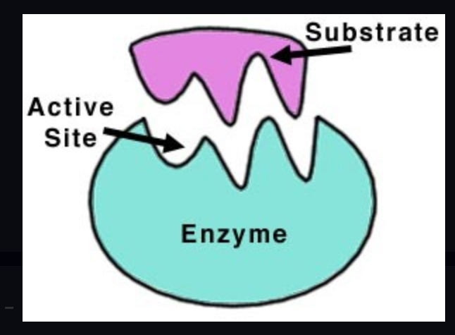 <p>forms names of enzymes</p>