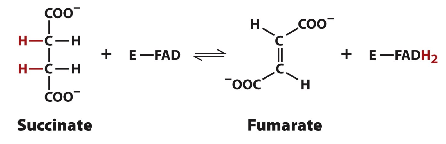 <p>Catalyzation of Succinate</p>