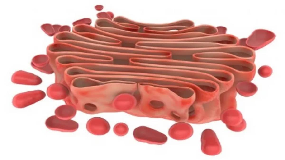 <p>Golgi</p>