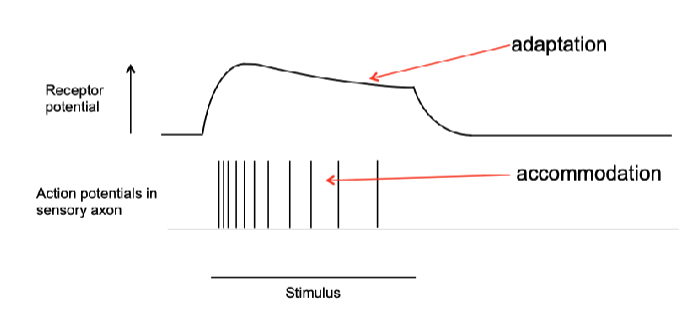 <p><strong>prolonged stimulus</strong> → generator potential gradually decreases → action potential frequency decreases (aka accommodation) </p>