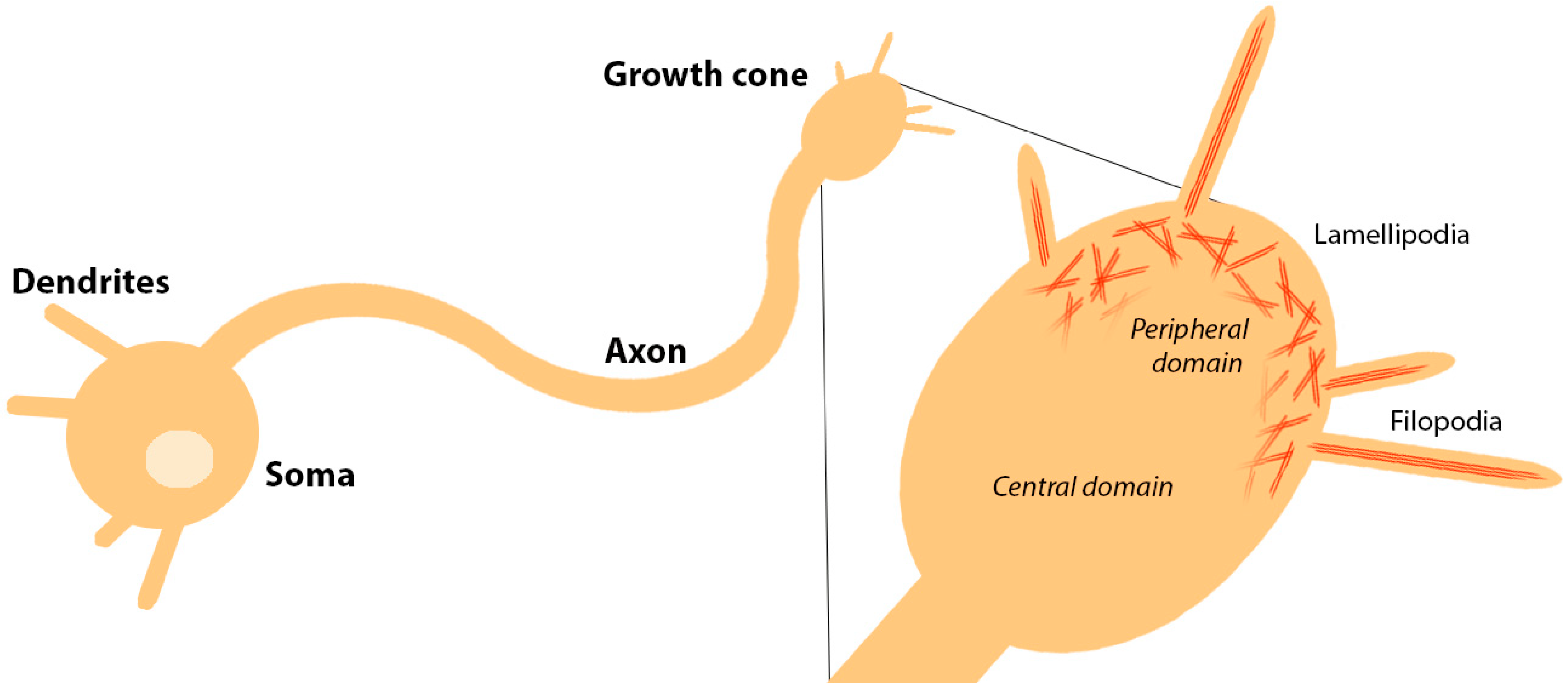 <p>A growth cone is located at the end of each axon,  and it extends and retracts filopodia to help the neuron find its way </p>