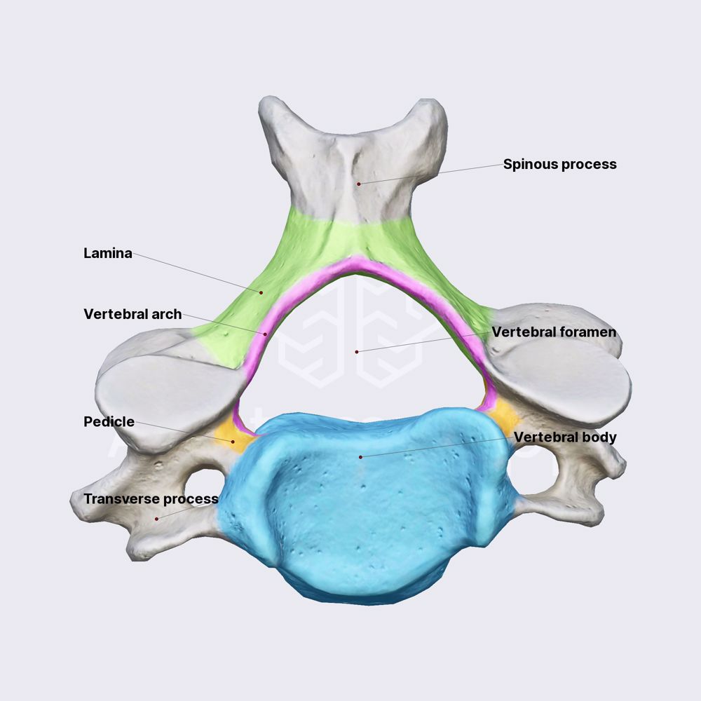 <p>vertebral arch</p>