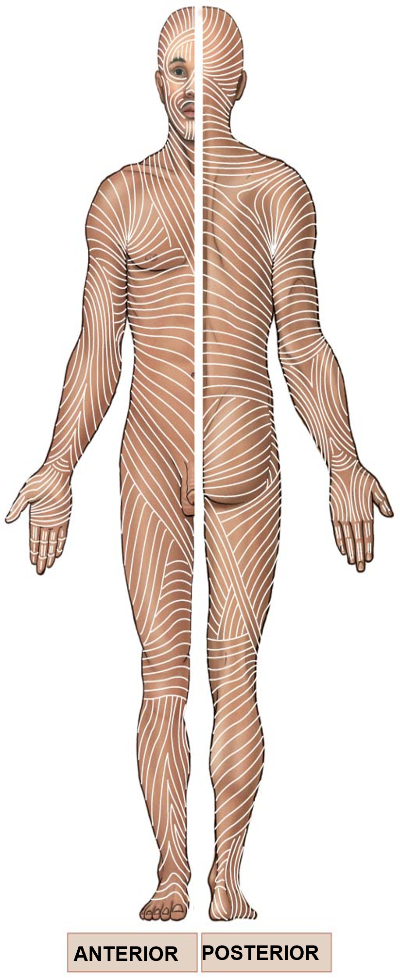 <ul><li><p>collagen and elastic fibers arranged in parallel bundles</p></li><li><p>arrangement enables resistance of forced from specific directions</p></li><li><p>cut or incision <strong>parallel</strong> to bundles remain closed and <strong>heals well</strong></p></li><li><p>cuts <strong>perpendicular</strong> to bundles causes wound to pull open and <strong>often results in scarring</strong></p></li></ul><p></p>