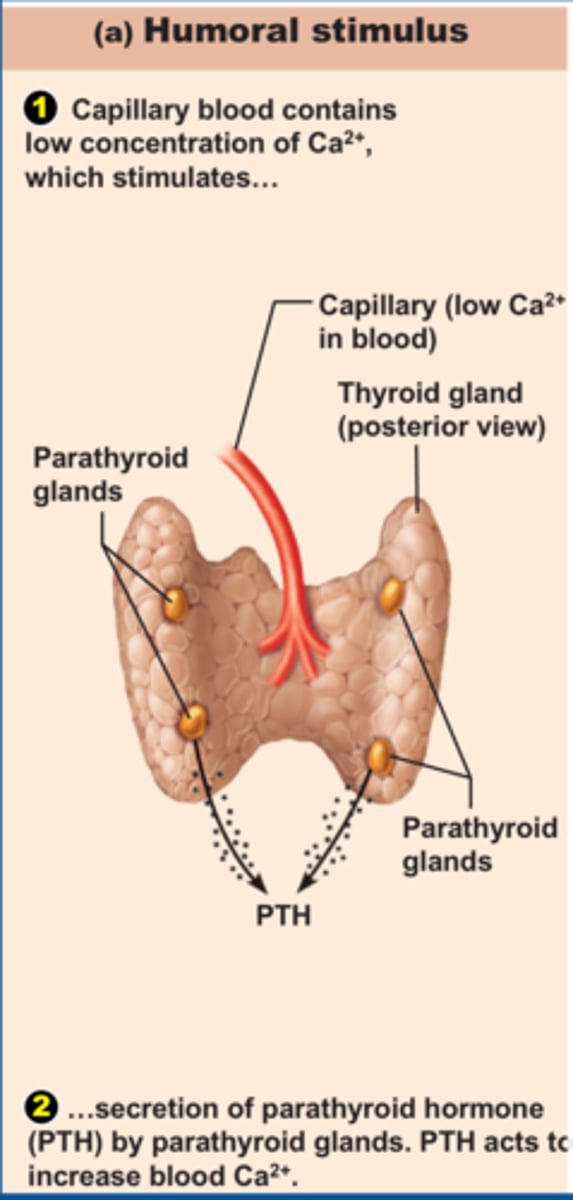 <p>Low blood calcium -> Parathyroid hormone (PTH) -> Activate osteoclasts + Inhibit osteoblasts -> Blood calcium rises</p><p>Blood Calcium rises -> Parathyroid hormone (PTH)</p>