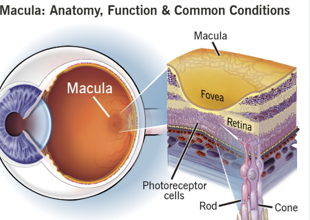 <p>The <strong>fovea</strong> in the <strong>macula</strong>.</p>