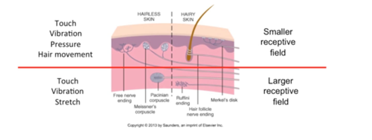 <p>-light touch</p><p>-vibration</p><p>-pressure</p><p>-hair follicle receptors</p>