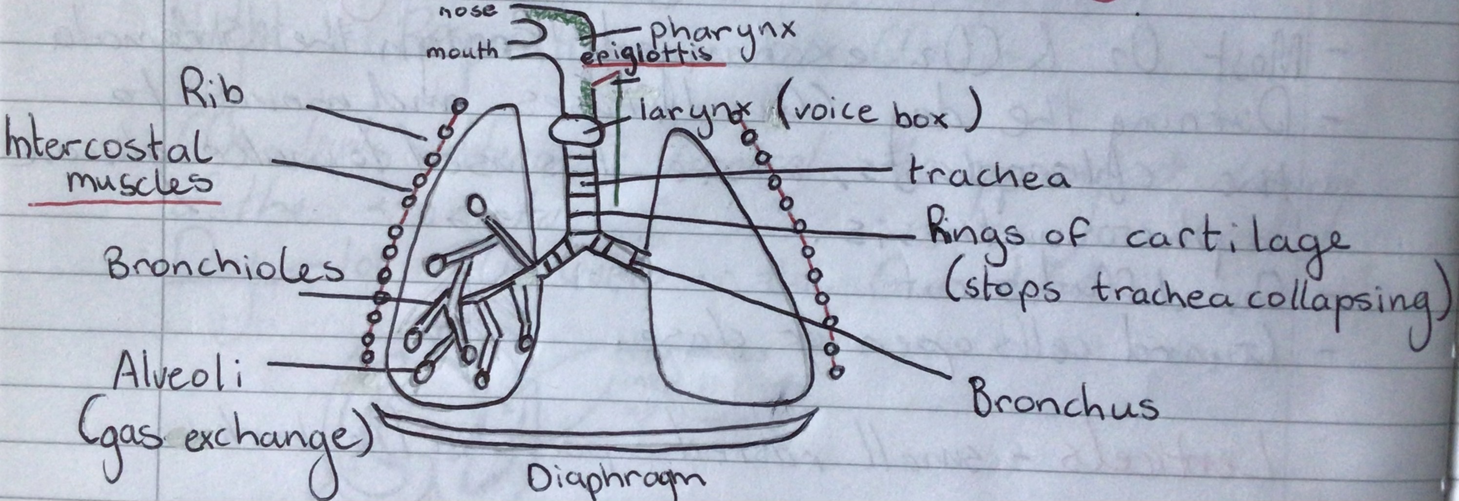 <p>Diagram</p>