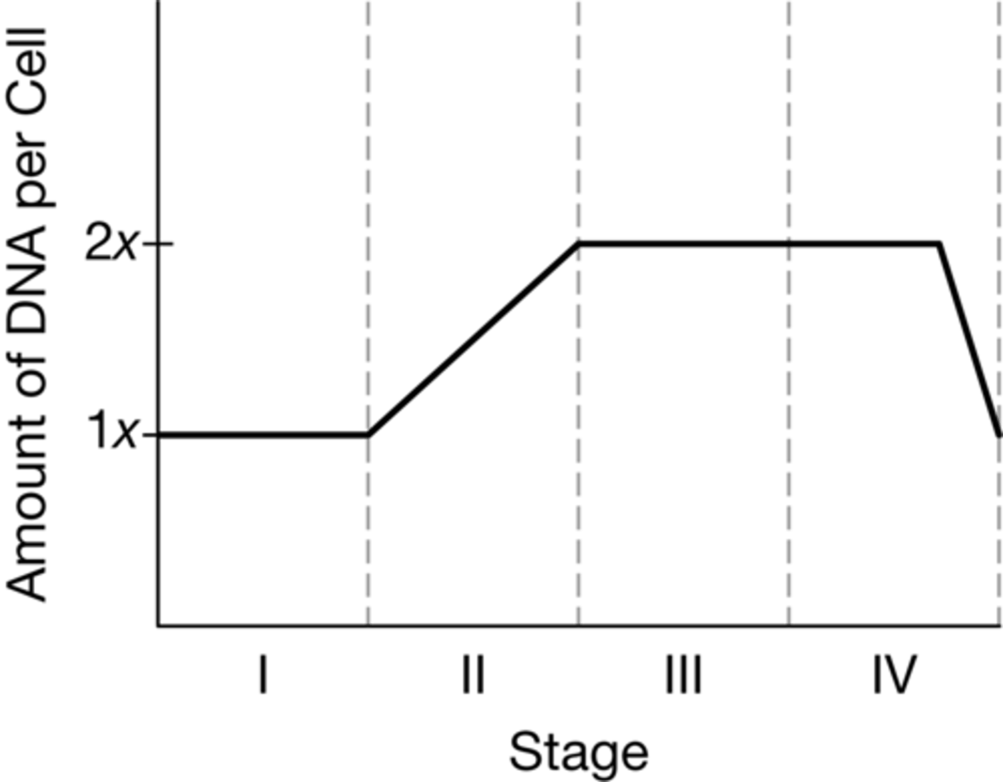 <p><strong>B. </strong>Synthesis of sufficient DNA for two daughter cells occurs in stage II.</p>