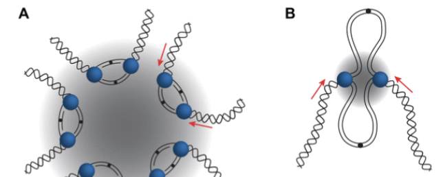 <p>what factory is concentrated in the heart of the nucleus where euchromatin is located?</p>