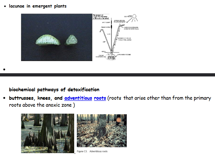 <p>What are plant adaptations to wetland anoxia?</p>