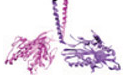<p>Produce cellular movements</p>