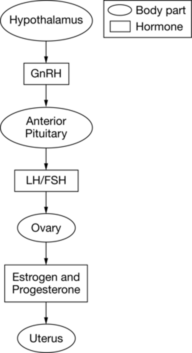 <p>D</p><p>Estrogen from the ovaries stimulates the hypothalamus and anterior pituitary to secrete more GnRH, LH, and FSH.</p>