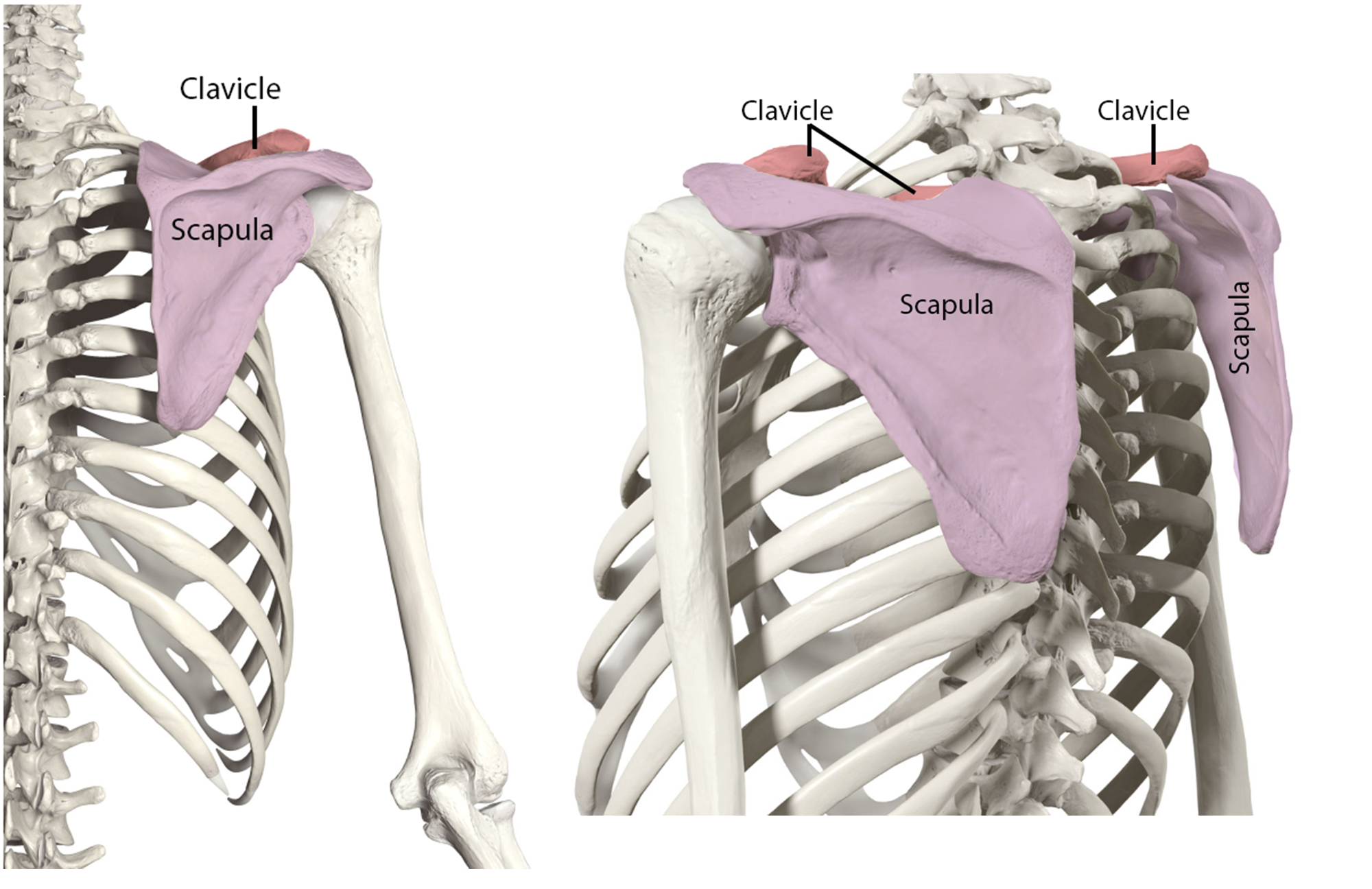 <p>Clavicle and Scapula!</p>