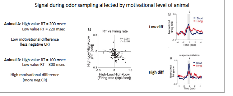 <p><span style="color: rgb(3, 3, 3);"><span>Scatterplot combines plots CS for neural data (x axis) and RT (y axis) across all big/small and long/short trials; just looking at value of CS and it’s<br>relationship to reaction time and neural activity</span></span></p><p><span style="color: rgb(3, 3, 3);"><span><br>Two groups:<br>1) you see the activity prior to the response differs between groups.</span></span></p><p><span style="color: rgb(3, 3, 3);"><strong><span>more motivated animals</span></strong><span> = more value discrimination in signal between short and long delay. clear </span><strong><span>signal </span></strong><span>that </span><strong><span>distinguishes between the high and<br>low value outcome. > more negative CR</span></strong></span></p><p><span style="color: rgb(3, 3, 3);"><span><br>2)</span><strong><span> less motivated animals</span></strong><span> =</span><strong><span> less value discrimination in signal betweeen short and long delay and an elevated signal during long waiting period trials. > less negative CR</span></strong></span></p><p><span style="color: rgb(3, 3, 3);"><span><br>What’s interesting about this is the idea that motivation is affecting the value<br>representation of the upcoming action. Recall that these neurons are direction<br>selective.</span></span></p><p><span style="color: rgb(3, 3, 3);"><span>Suggests that VS neurons integrate predictive value signals related to value<br>of action needed to obtain reward and motivational signals related to task<br>engagement.</span></span></p>
