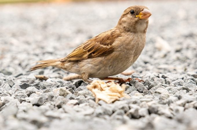 <p><em>English </em>House Sparrow </p><p>(<span data-name="female" data-type="emoji">♀</span> pictured here)</p>