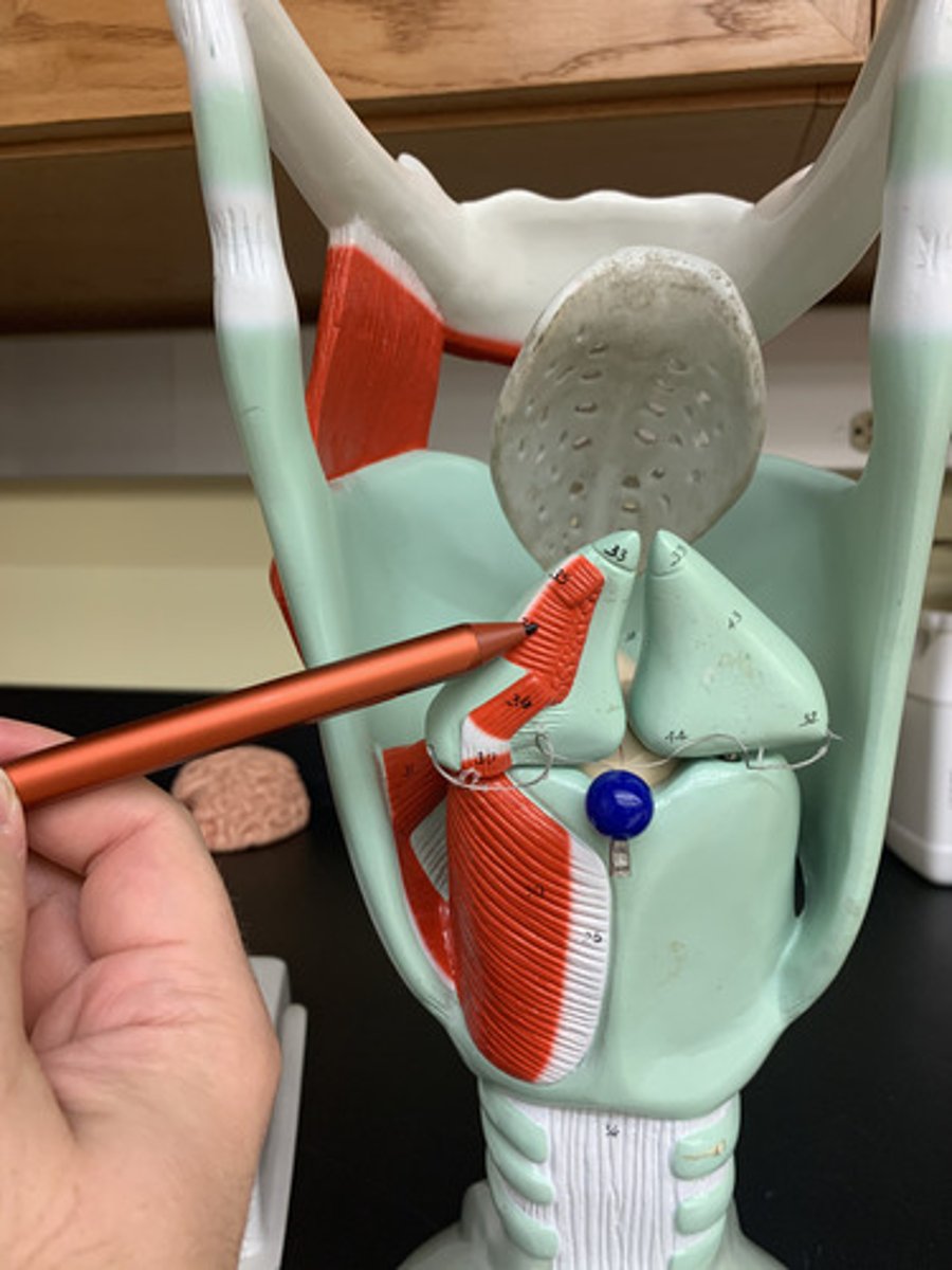 <p>O &amp; I: Contralateral sides of arytenoid cartilage</p><p>A: Adduct vocal folds</p><p></p>