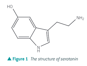 <p>serotonin acts as a neurotransmitter, responsible for the control of appetite, sleep, memory and learning, temperature regulation, muscle contraction and depression</p>