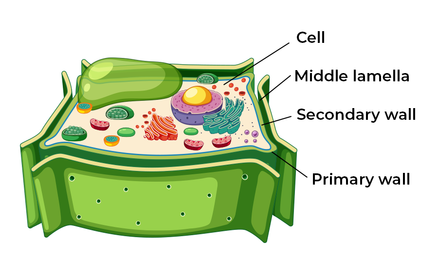 <p>Cell Wall</p>