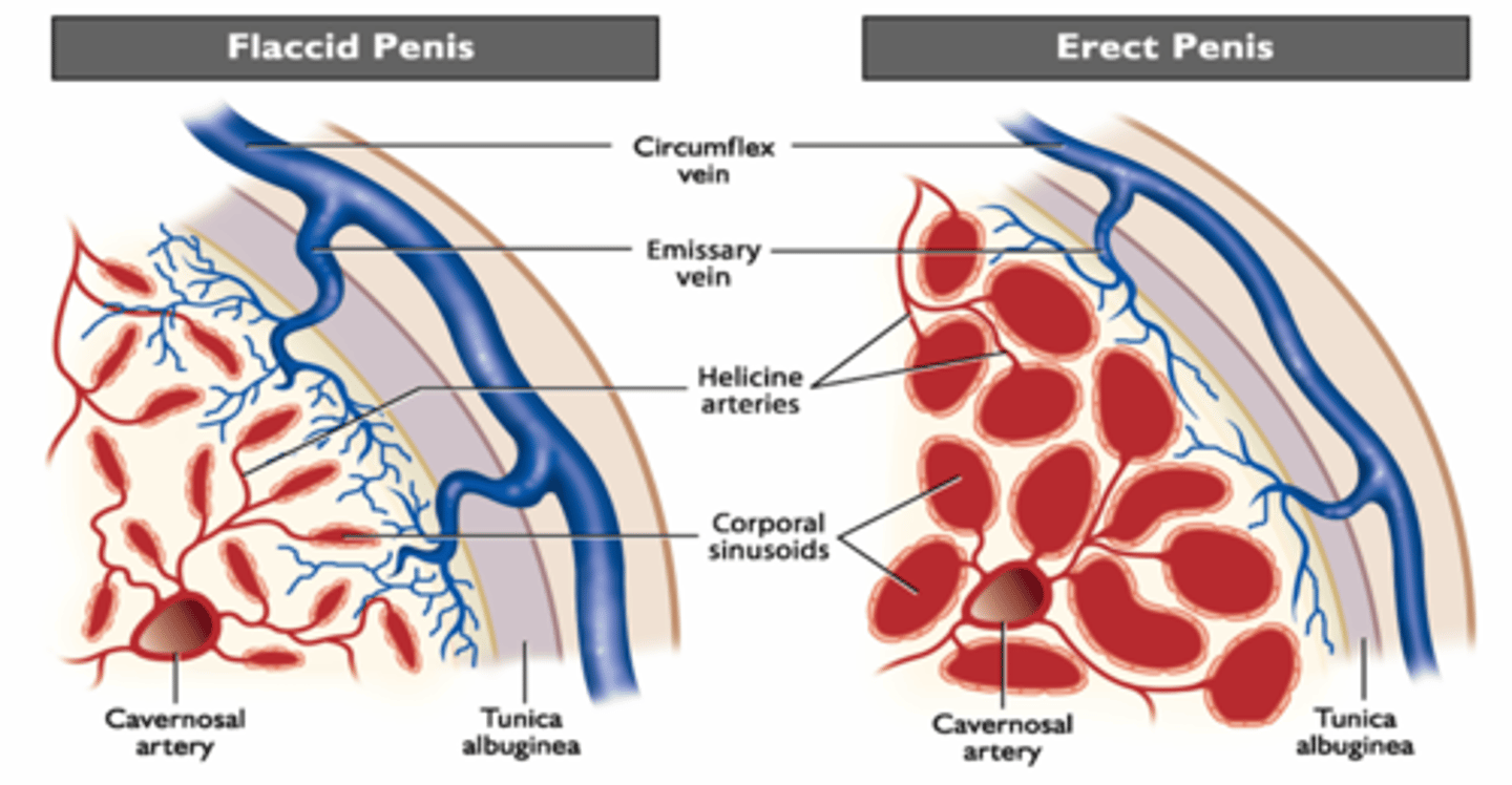 <p>Mechanism of erection in musculocavernosus penises</p>