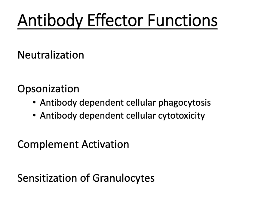 <ol><li><p class="isSelectedEnd"><strong><span>Neutralization</span></strong></p></li><li><p class="isSelectedEnd"><strong><span>Opsonization</span></strong></p></li><li><p class="isSelectedEnd"><strong><span>Complement activation</span></strong></p></li><li><p><strong><span>Granulocyte sensitization</span></strong></p></li></ol><p></p>